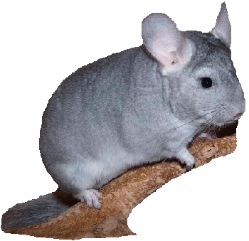 Chinchilla